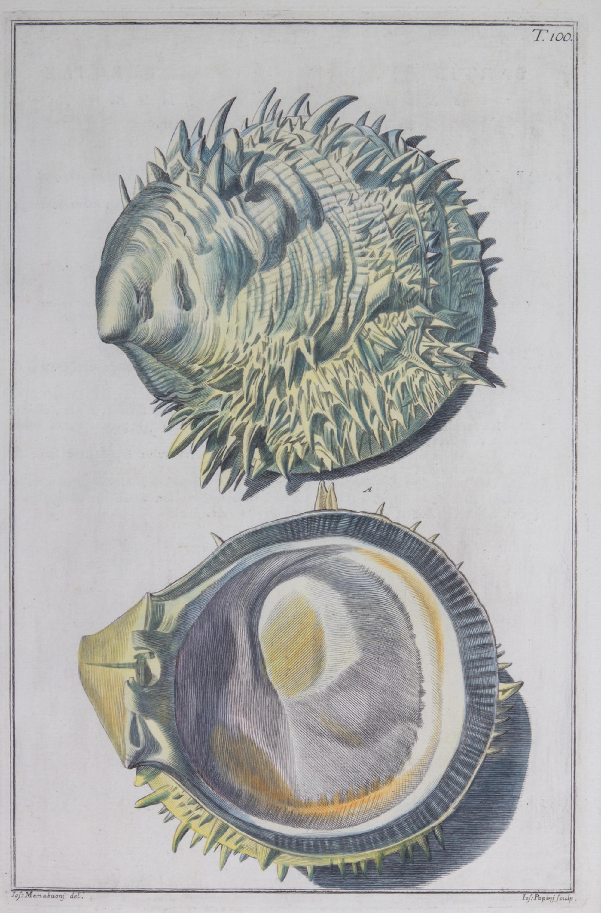 Nine Trowbridge Color Prints Depicting Sea Shells in Giltwood Frames — 20th Century