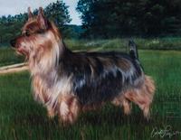 A Pastel Drawing of an Australian Terrier 17 1/2 x 23 inches. — 1977