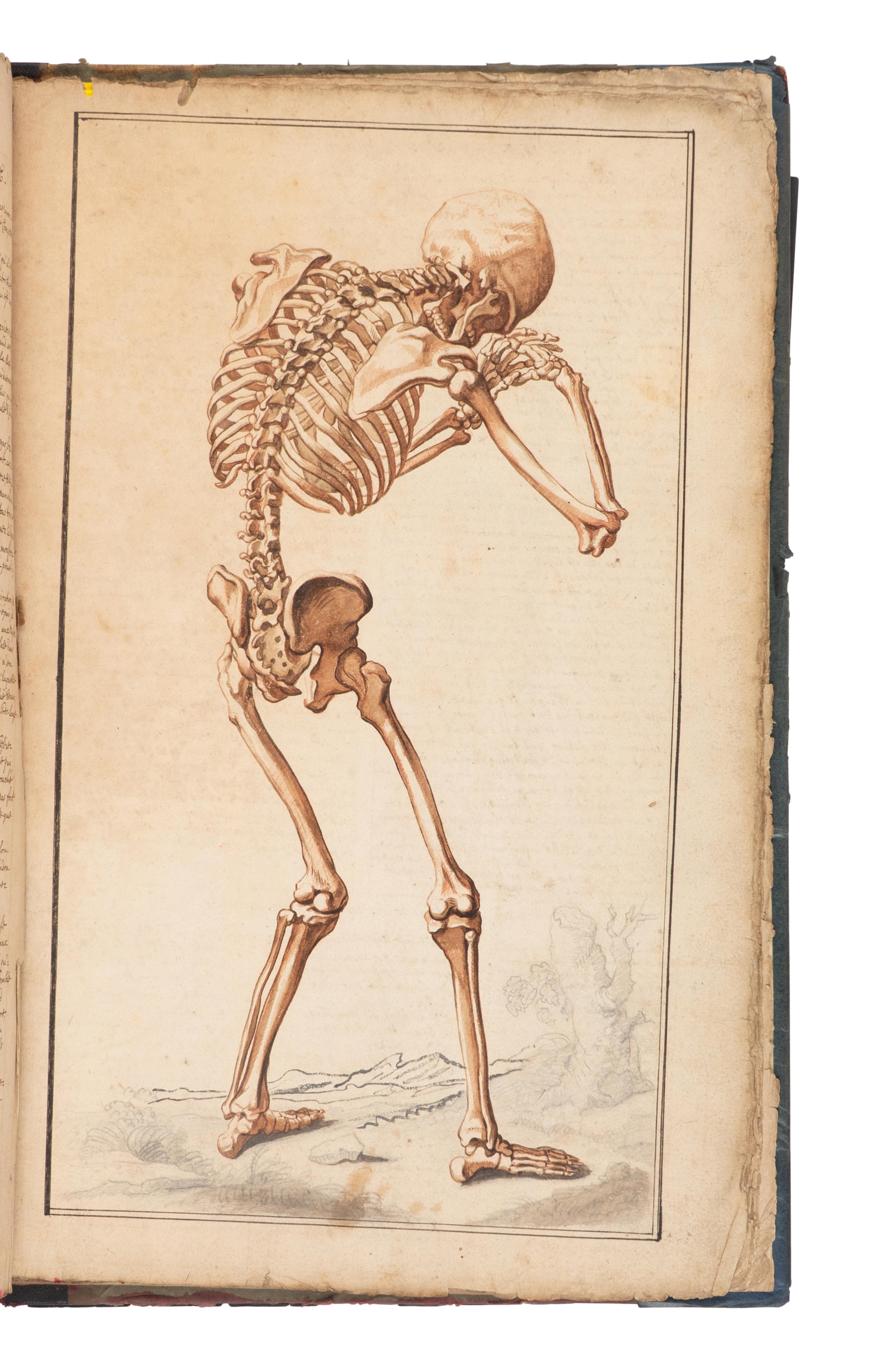 [SCIENCE & MEDICINE -MANUSCRIPT]. [After TORTEBAT, Francois (c 1616-1690), illustrator. -- PILES, Roger de (1635-1709)]. "Abrege d'Anatomie Accommode aux Arts de Peinture et de Sculpture. " [France, ca 17th- early 18th century].