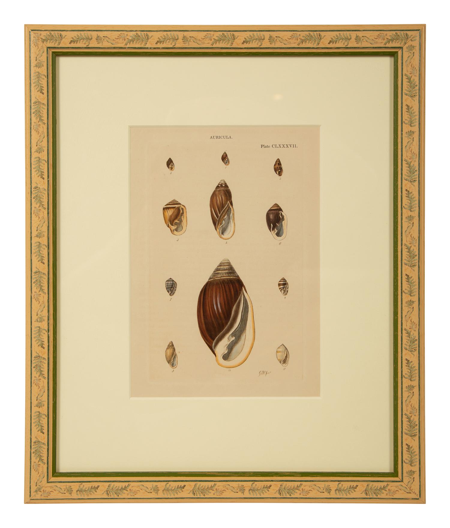 Conchologia Systematica: Eight Plates, 1841