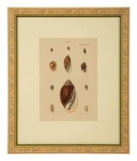 Conchologia Systematica: Eight Plates, 1841