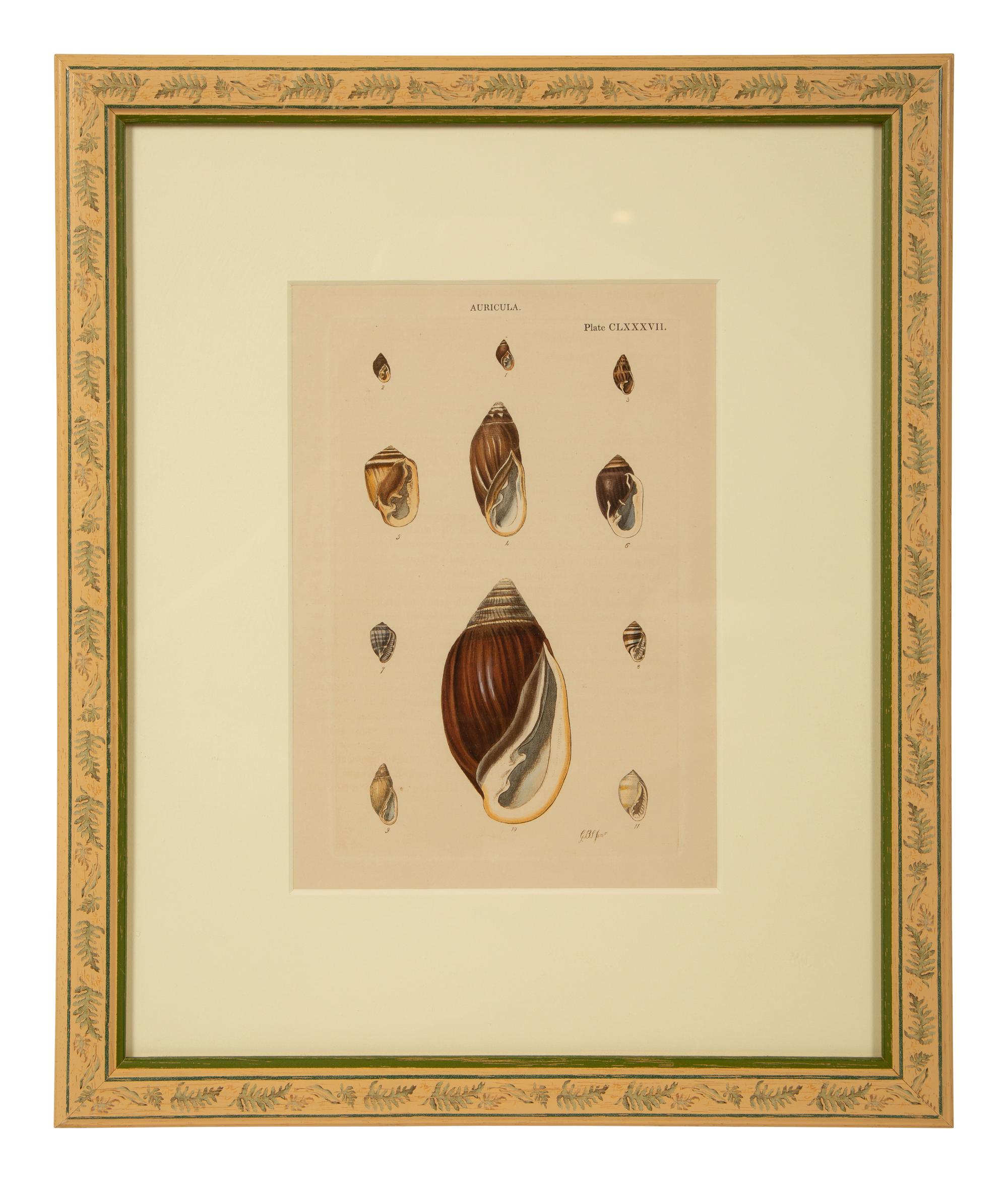 Conchologia Systematica: Eight Plates, 1841