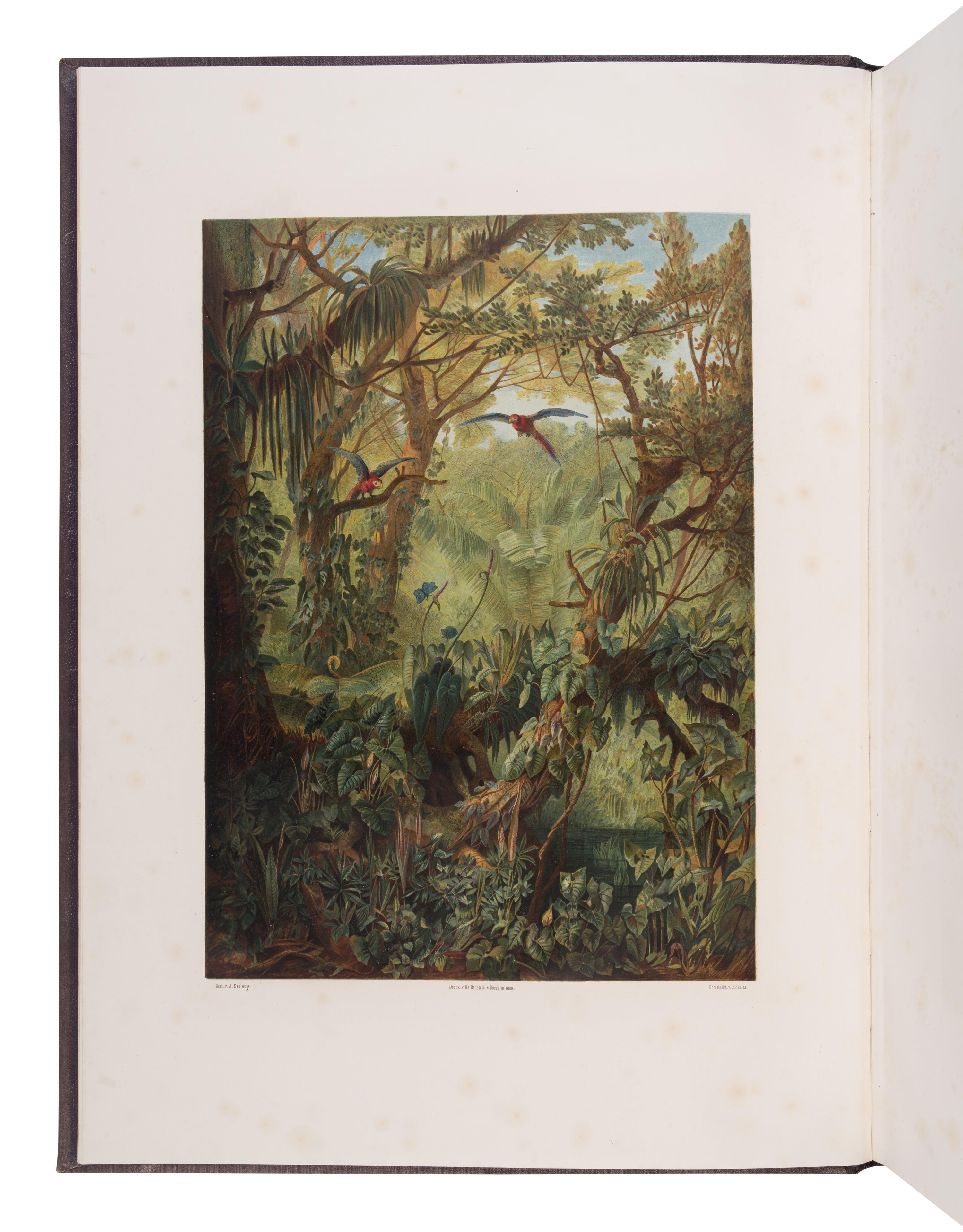 [NATURAL HISTORY]. PEYRITSCH, Johann Joseph (1835-1889). Aroideae Maximilianae . Vienna: Druck und Verlag von Gerold's Sohn, 1879.