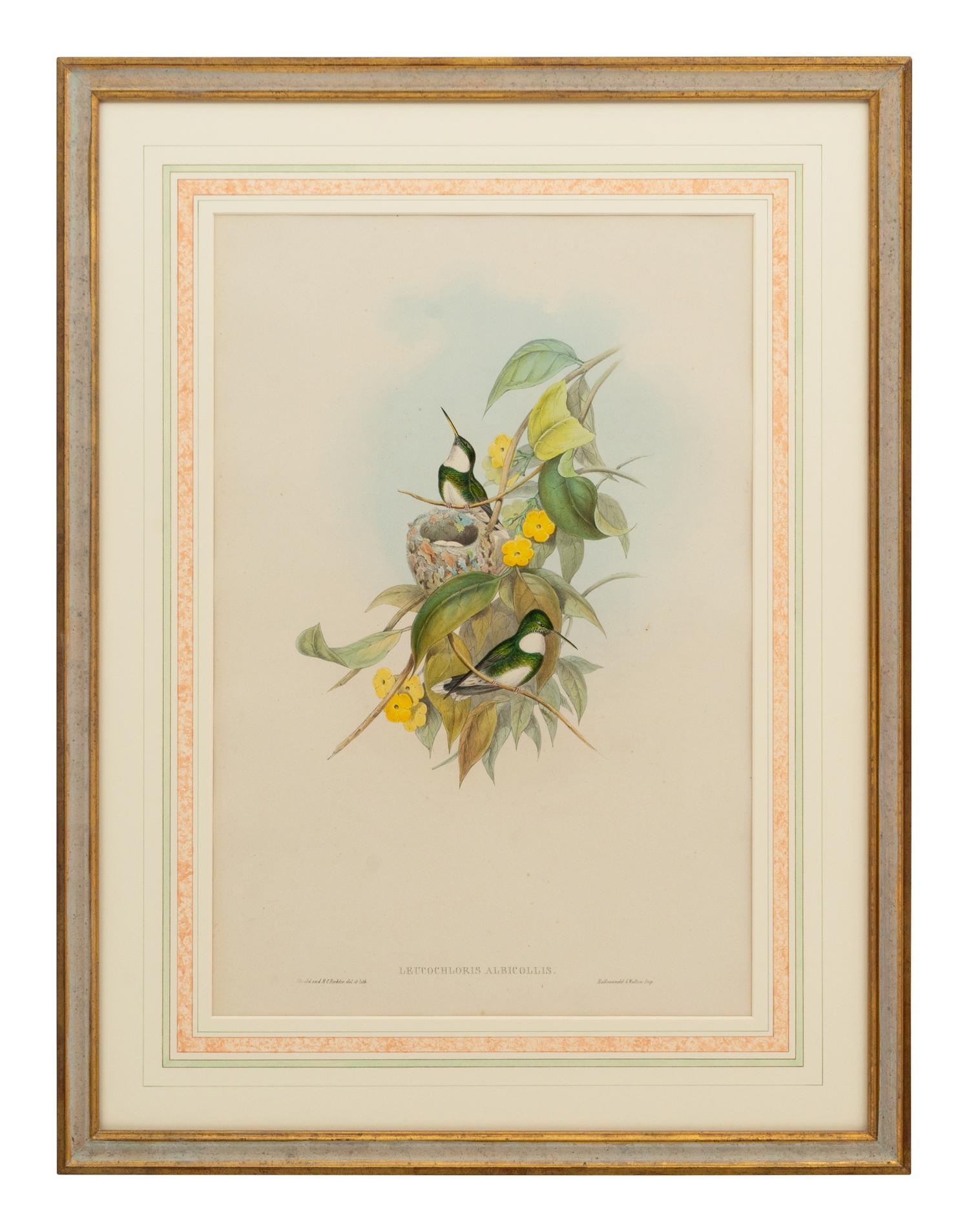 A Set of Five John Gould Naturalist Prints and an Associated Parrot Print