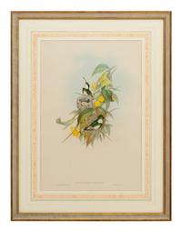 A Set of Five John Gould Naturalist Prints and an Associated Parrot Print