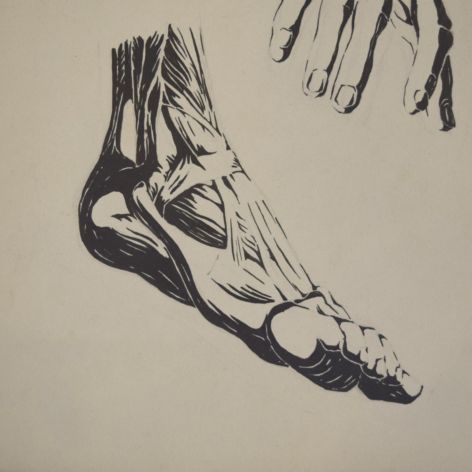An Anatomy Drawing 19.5" W x .75" D x 25.5" H — Germany, 20th Century