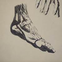 An Anatomy Drawing 19.5" W x .75" D x 25.5" H — Germany, 20th Century