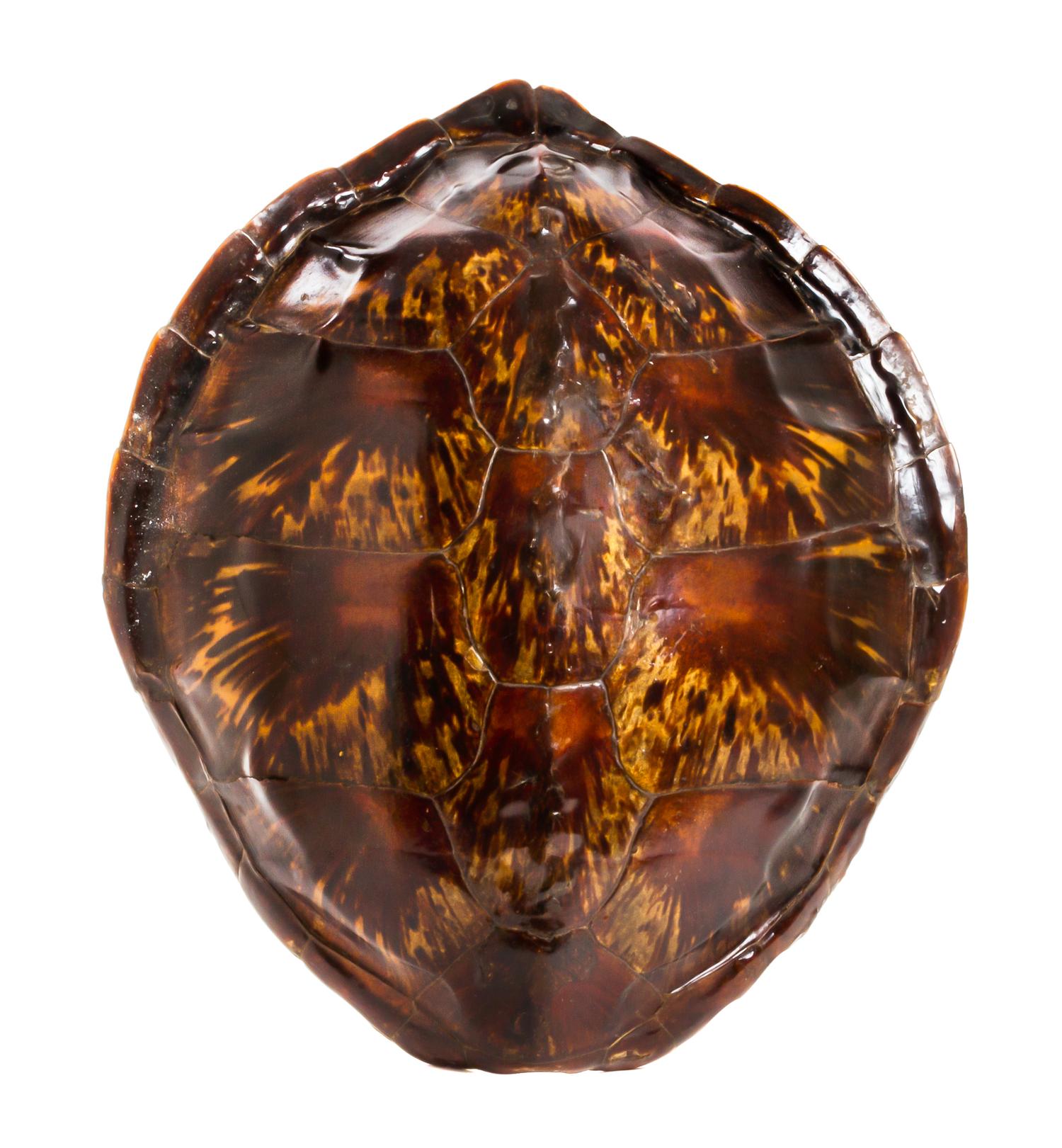 A Tortoise Shell, Length 21 inches.