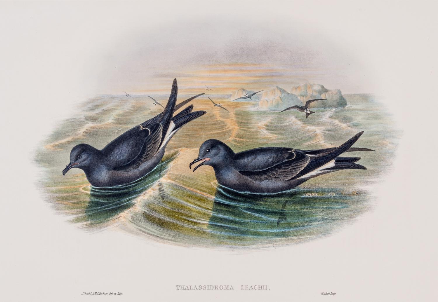 GOULD, JOHN. Fork-tailed Storm-petrel and Little Stint. Both from The Birds of Great Britain. c. 1863.