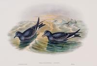 GOULD, JOHN. Fork-tailed Storm-petrel and Little Stint. Both from The Birds of Great Britain. c. 1863.