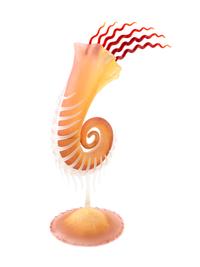 Nautilus