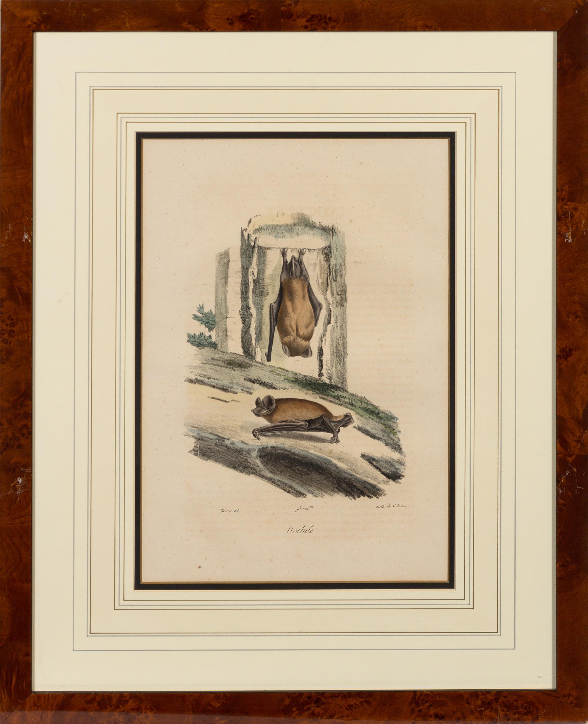 A Set of Six Animalier Prints 15 3/4 x 10 3/4 inches. — 19TH CENTURY