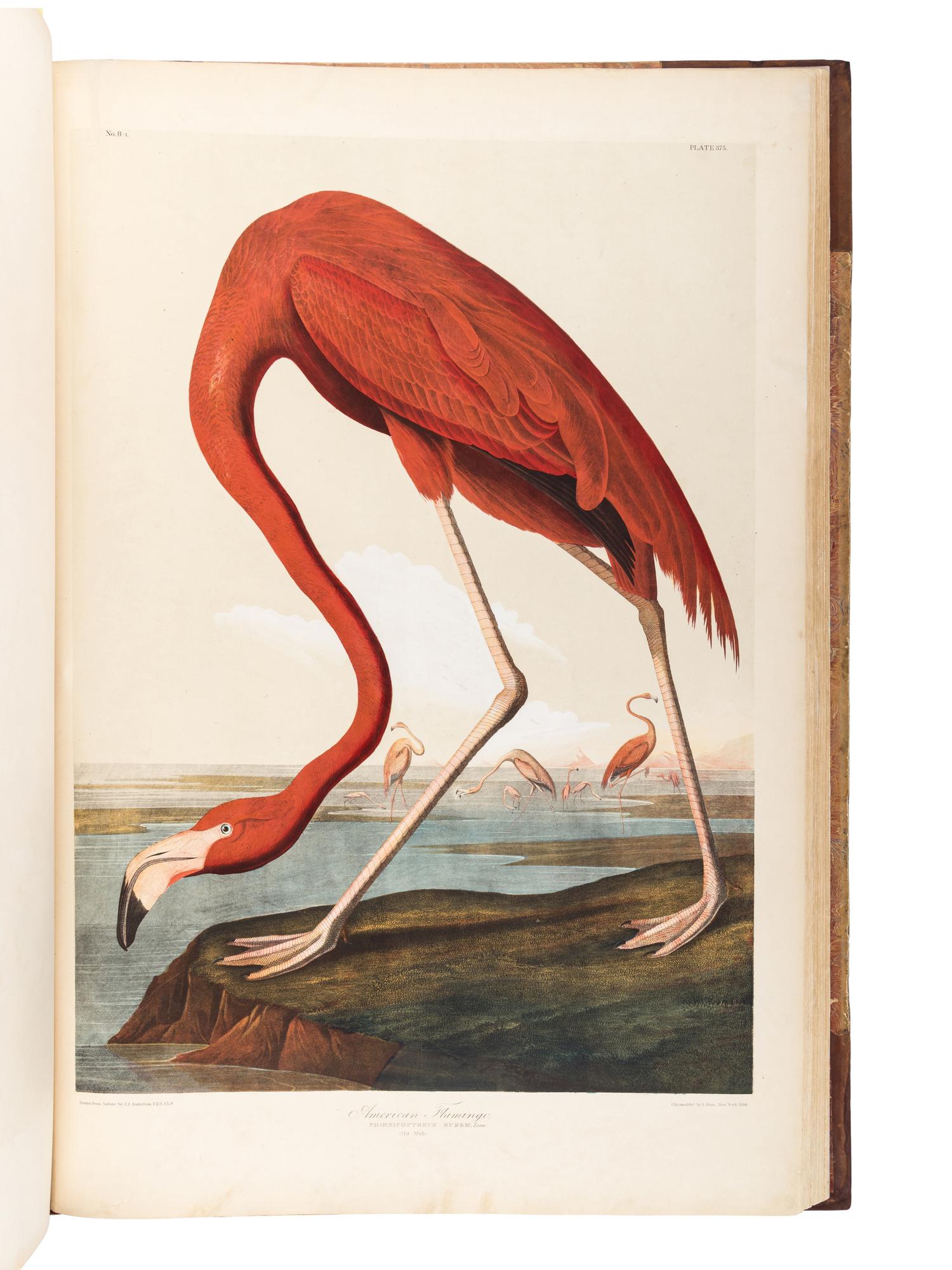 AUDUBON, John James (1785-1851). The Birds of America, from Original Drawings by John James Audubon...Reissued by J [ ohn ] W [ oodhouse ] Audubon . New York: Roe Lockwood & Son, 1860.