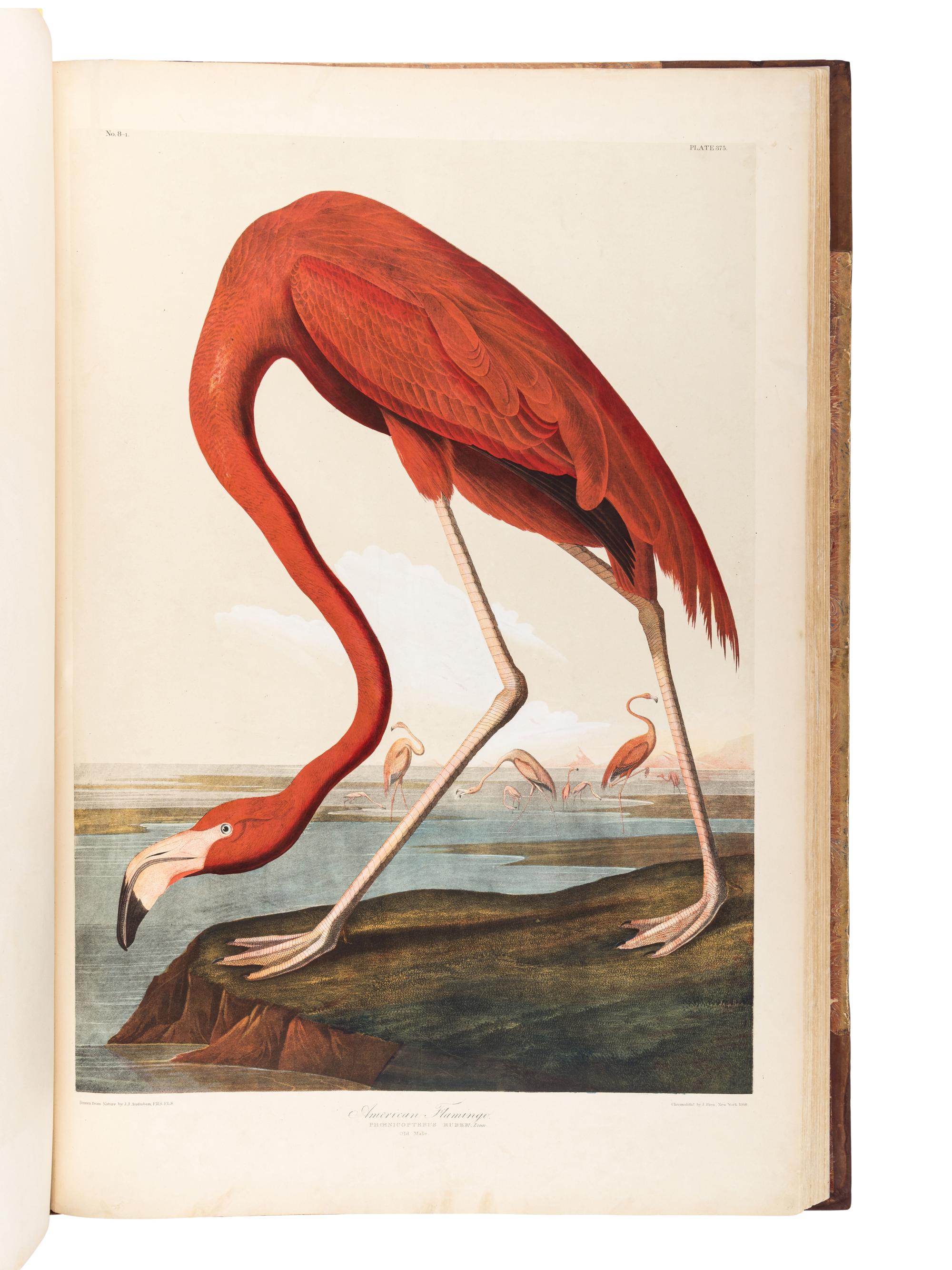 AUDUBON, John James (1785-1851). The Birds of America, from Original Drawings by John James Audubon...Reissued by J [ ohn ] W [ oodhouse ] Audubon . New York: Roe Lockwood & Son, 1860.