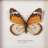 Thirty-One Framed Lepidopterological Specimens