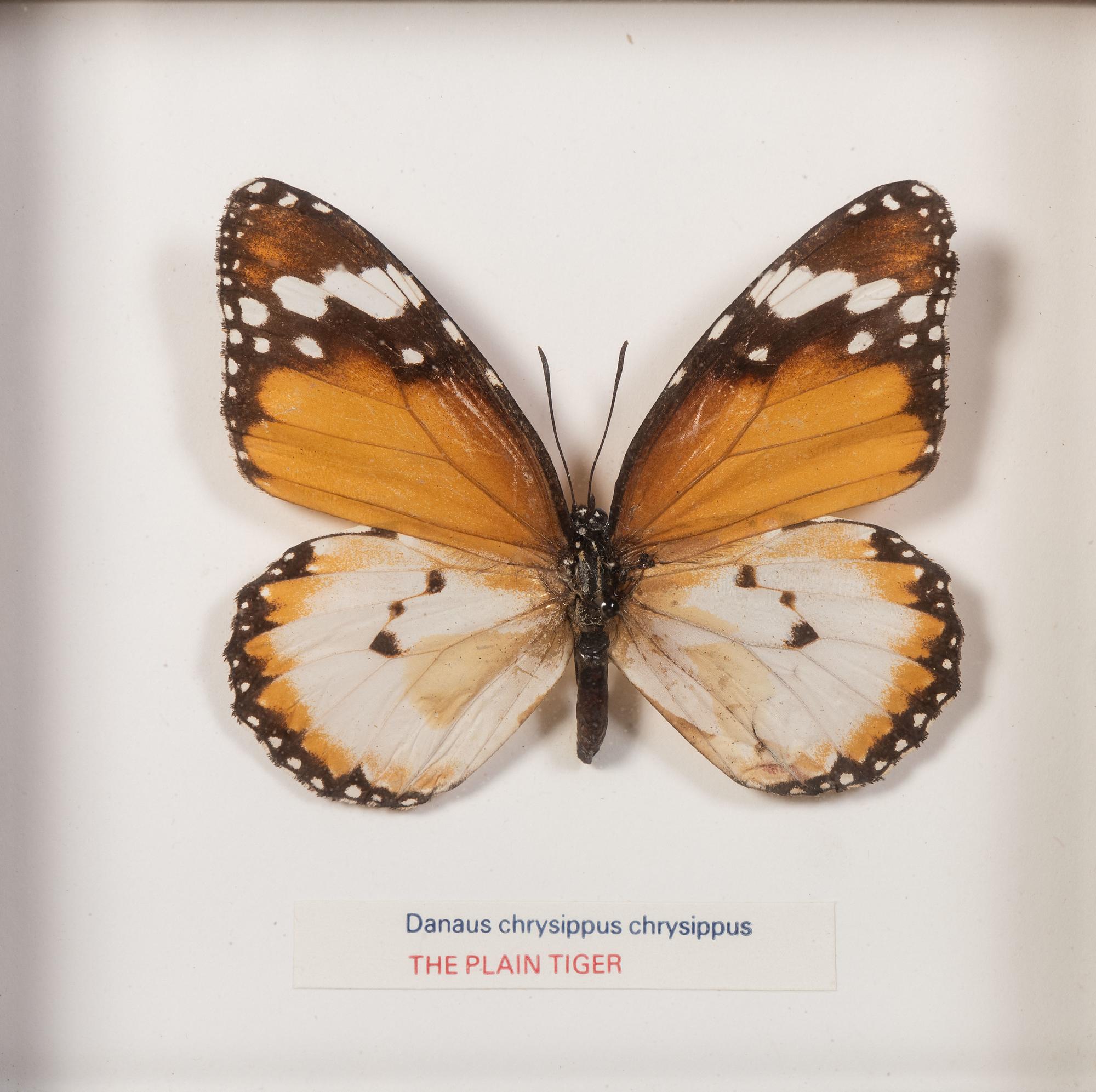Thirty-One Framed Lepidopterological Specimens