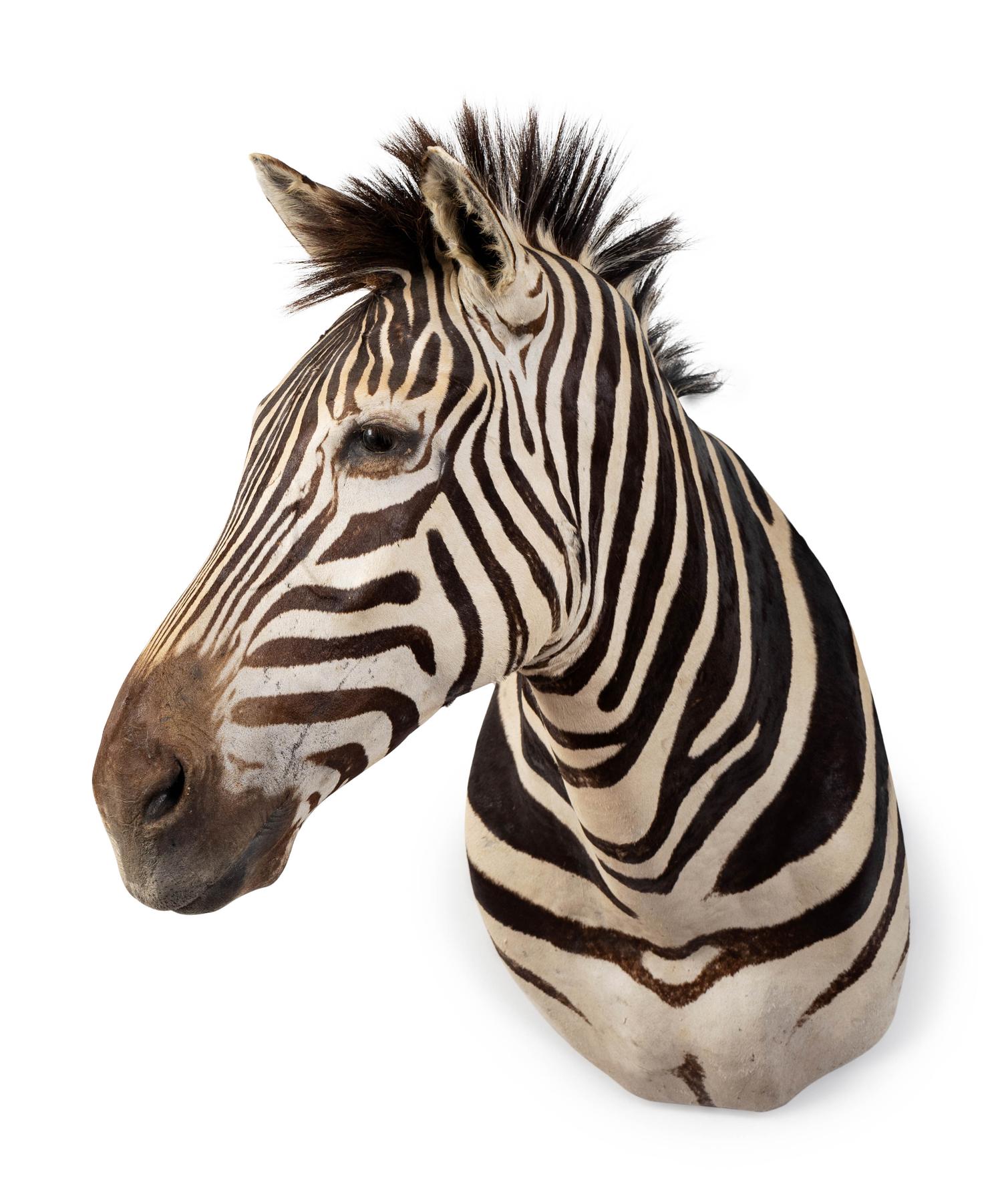 A Shoulder Mount Taxidermy Zebra — 20TH CENTURY