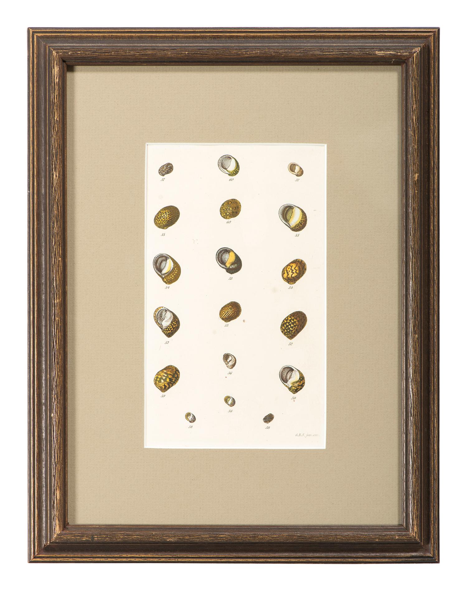 Thirteen Hand-Colored Shell Engravings