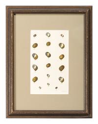 Thirteen Hand-Colored Shell Engravings
