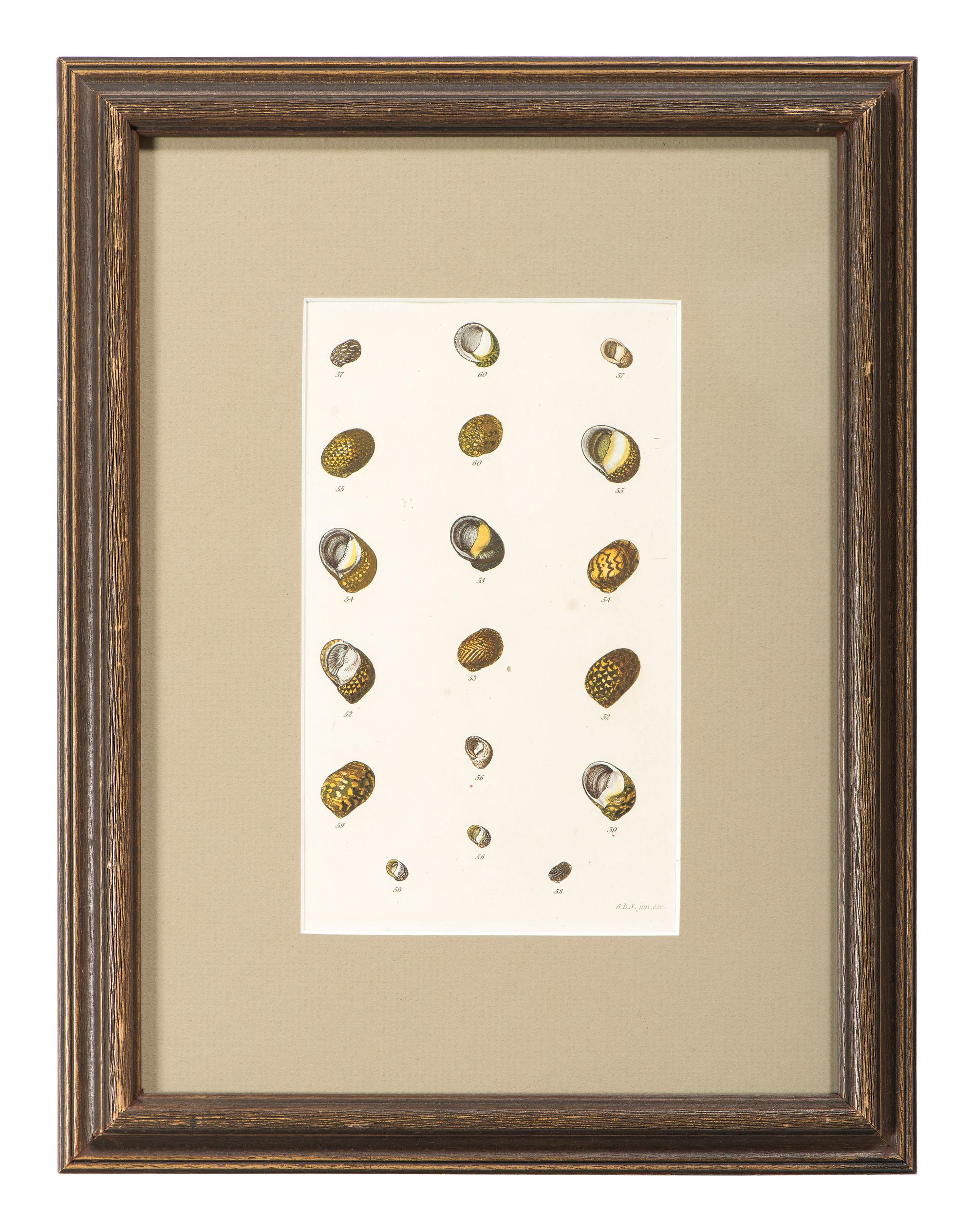Thirteen Hand-Colored Shell Engravings