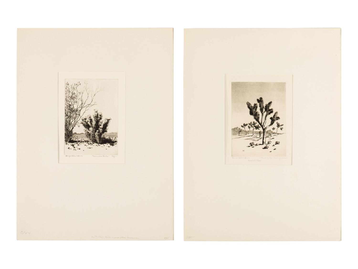 Two Works: Cucumber Cactus and Joshua Trees