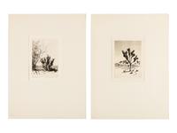 Two Works: Cucumber Cactus and Joshua Trees