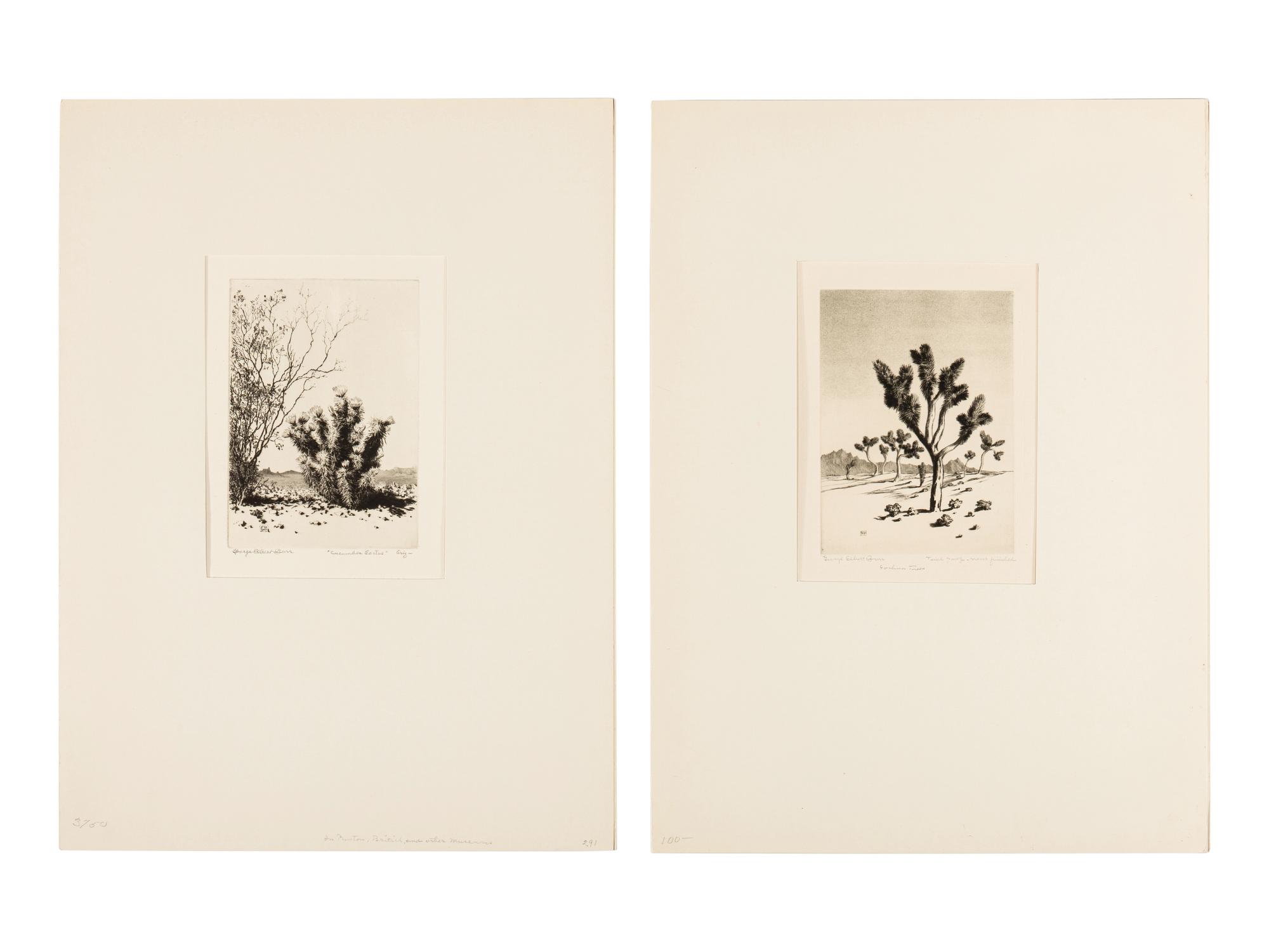 Two Works: Cucumber Cactus and Joshua Trees