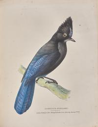 [Natural History] Richardson, John, and William Swainson, and William Kirby. Fauna Boreali-Americana; or the Zoology of the Northern Parts of British America...