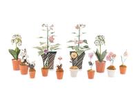A Group of Twelve Tôle Models of Flowering Plants