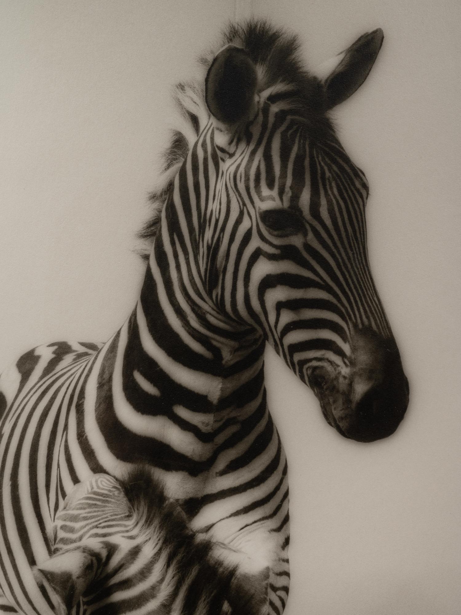 A group of six photographs from the Natural History series