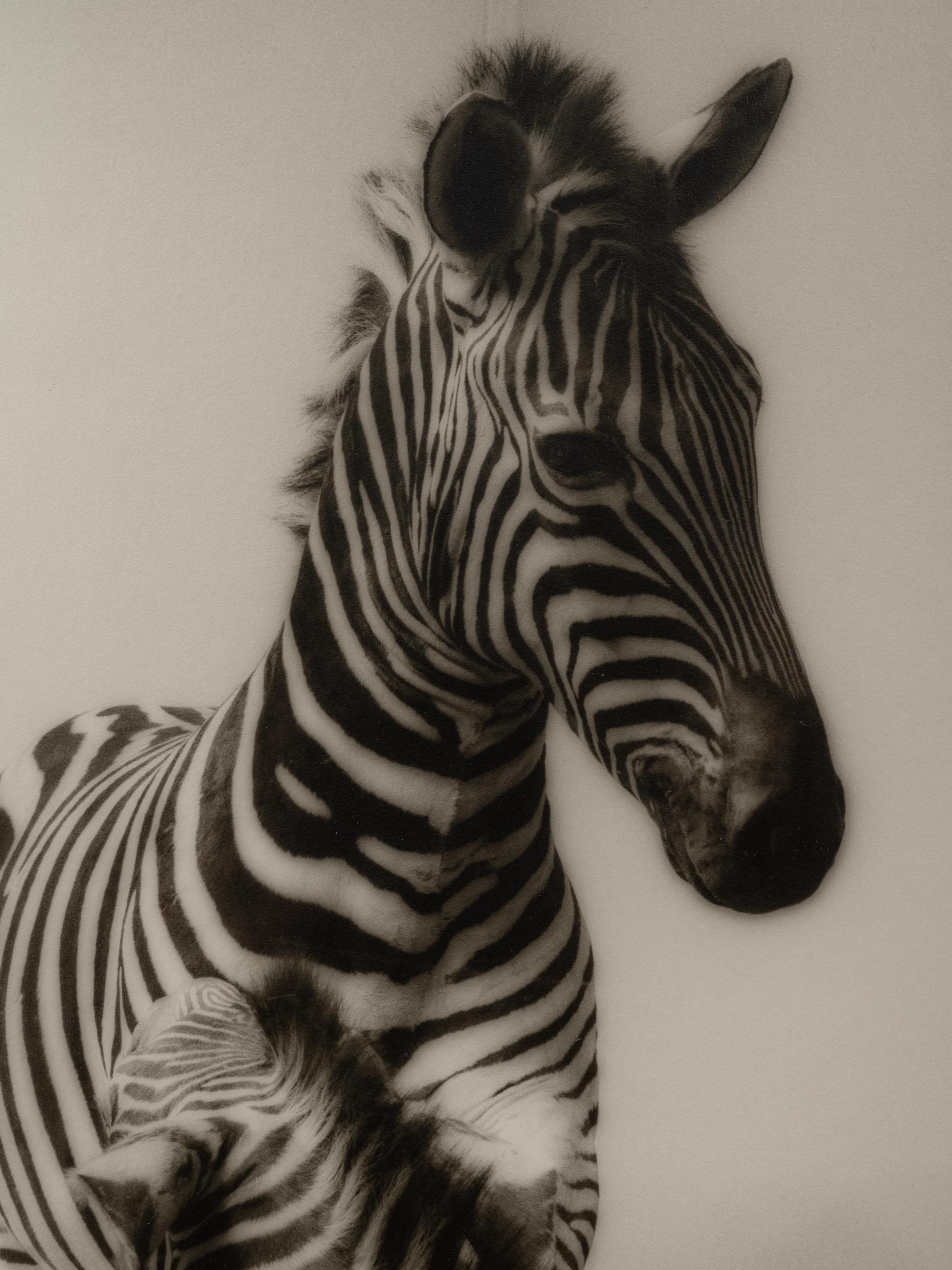 A group of six photographs from the Natural History series