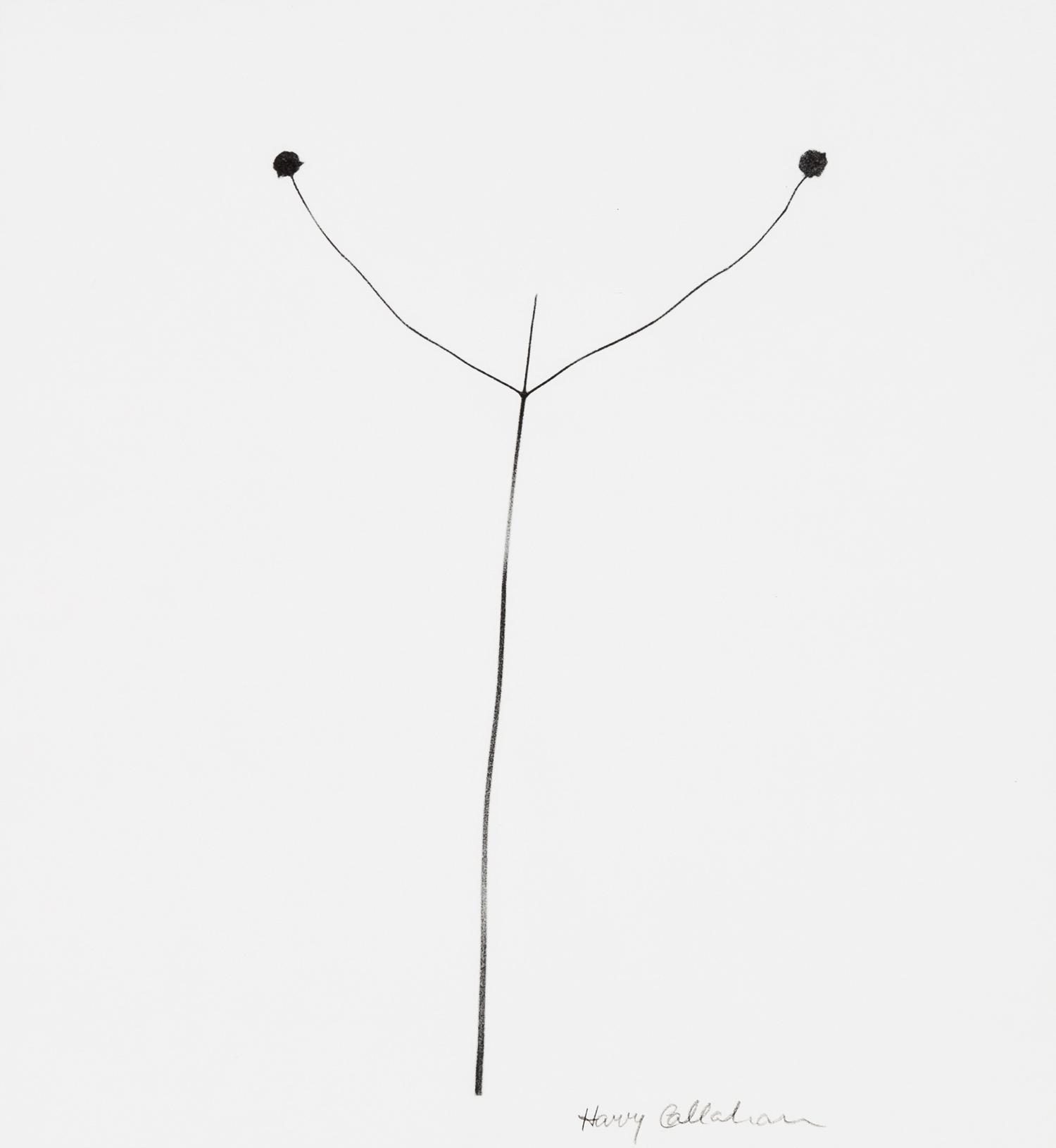 Harry Callahan, (American, 1912-1999), Weed Against Sky, Detroit, 1948
