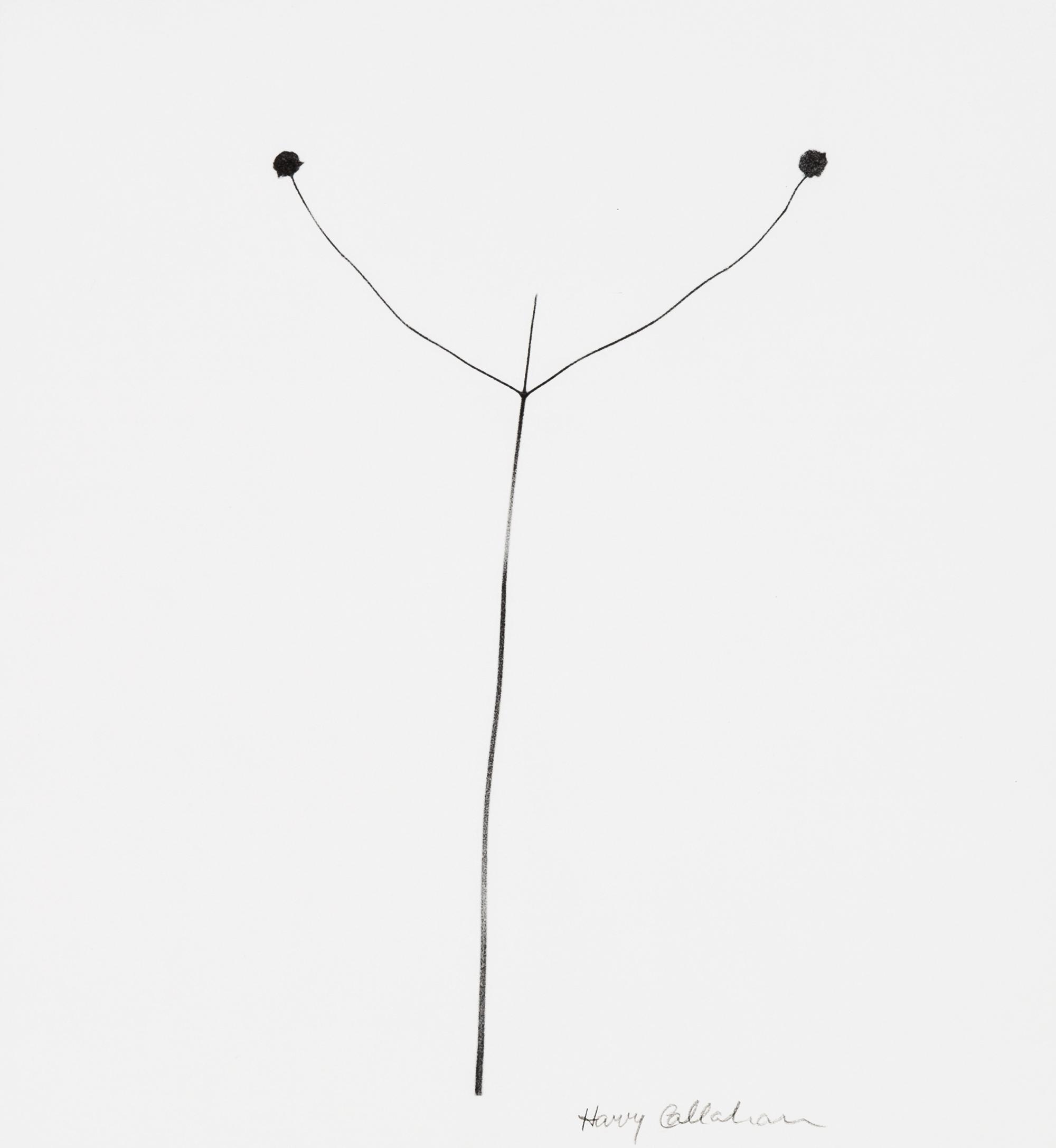 Harry Callahan, (American, 1912-1999), Weed Against Sky, Detroit, 1948
