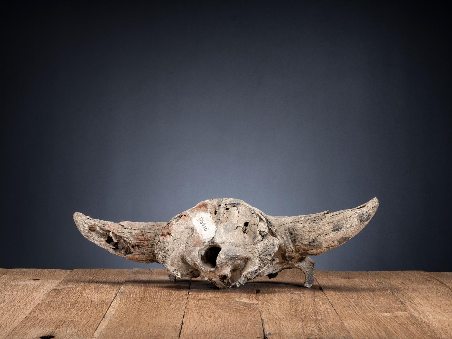 Plains Painted Bison Skull