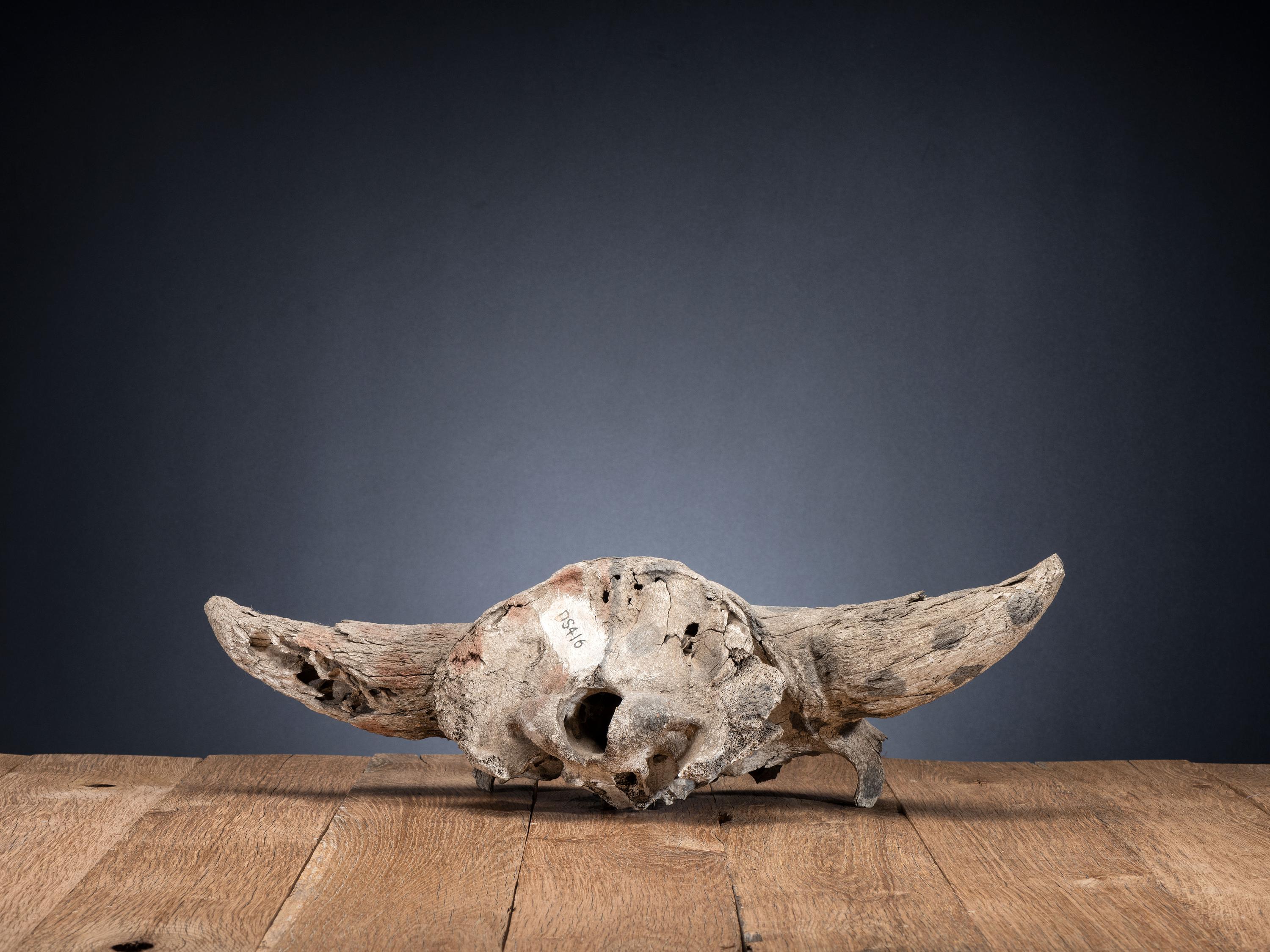 Plains Painted Bison Skull