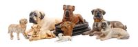 A Group of Eight Mastiff Figures Width of widest 14 1/2 inches.