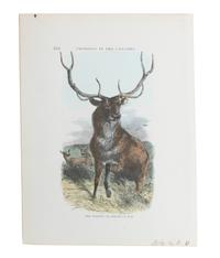 Eight Hand Colored Animal Prints Height 7 1/2 x width 10 3/4 inches (largest) — LATE 19TH/EARLY 20TH CENTURY