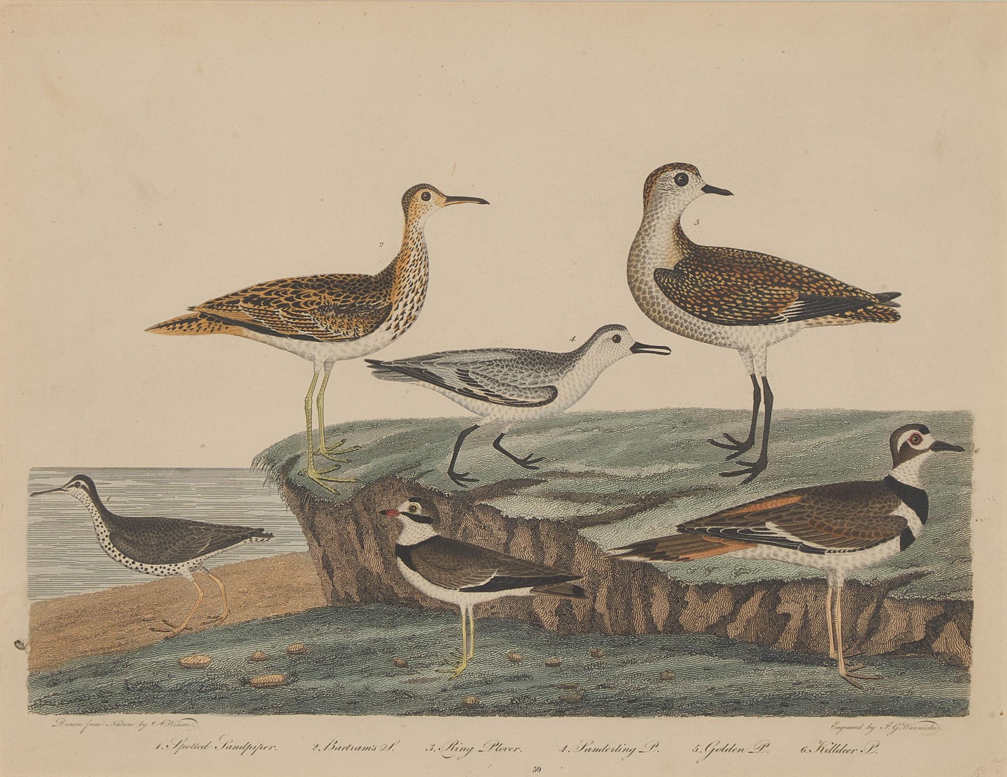 Alexander Lawson (1773-1846) and John G. Warnicke (died 1818), After Alexander Wilson (1766-1813), A Set of Sixteen Hand-Colored Engravings of Various Birds