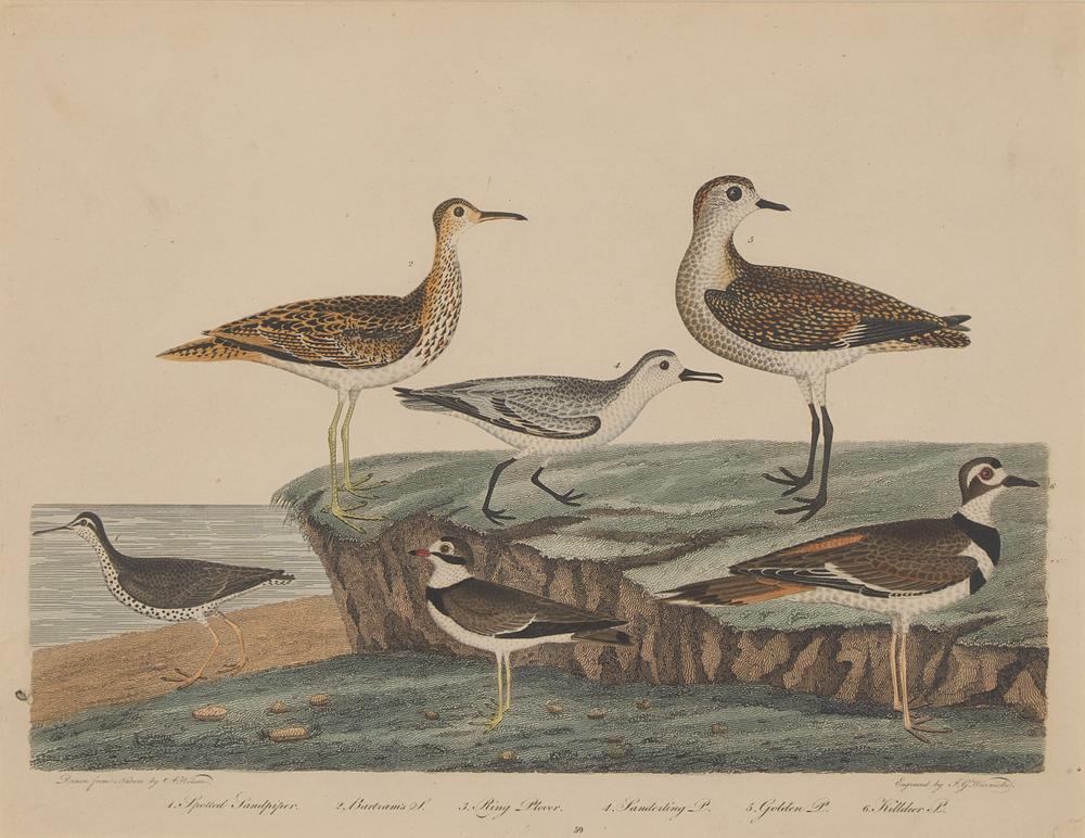 Alexander Lawson (1773-1846) and John G. Warnicke (died 1818), After Alexander Wilson (1766-1813), A Set of Sixteen Hand-Colored Engravings of Various Birds