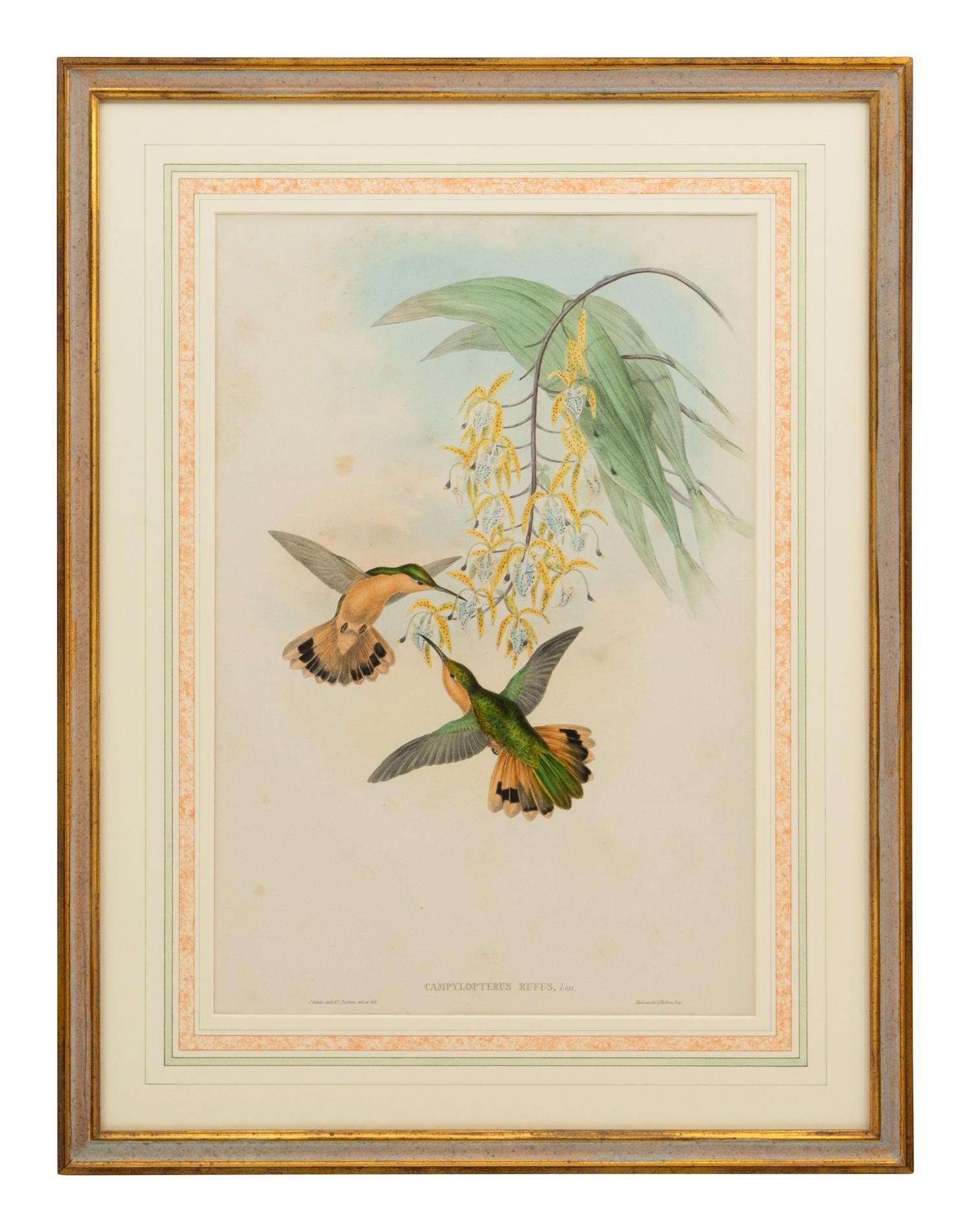 A Set of Five John Gould Naturalist Prints and an Associated Parrot Print