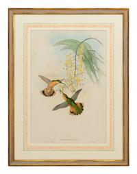 A Set of Five John Gould Naturalist Prints and an Associated Parrot Print