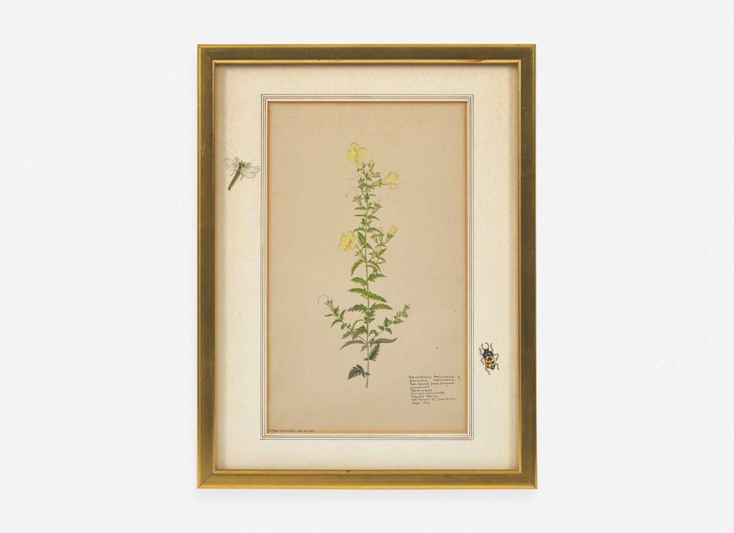 A group of four botanical watercolor drawings, 19th / 20th century