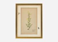A group of four botanical watercolor drawings, 19th / 20th century