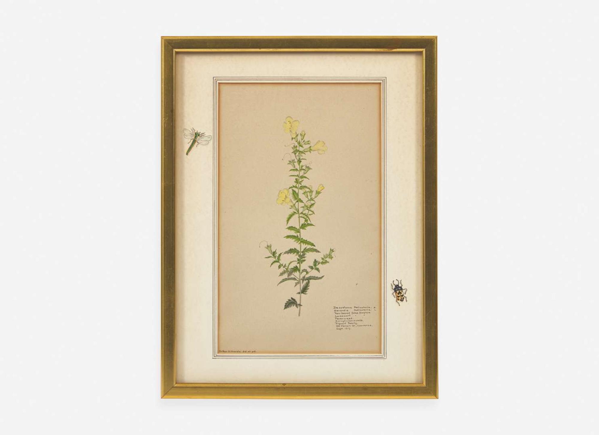 A group of four botanical watercolor drawings, 19th / 20th century