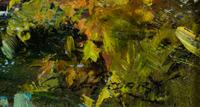 Simin Fall