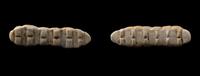 Two Chinese Jade Silkworms