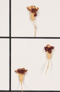 Tiles + Dried Flowers , 1996