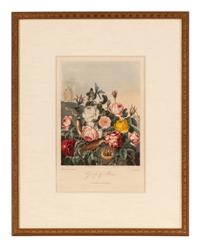 [NATURAL HISTORY]. THORNTON, Robert John (1768-1837). A group of 6 botanical plates from Thornton's 1812 quarto edition Temple of Flora . [London: for the author, 1812].