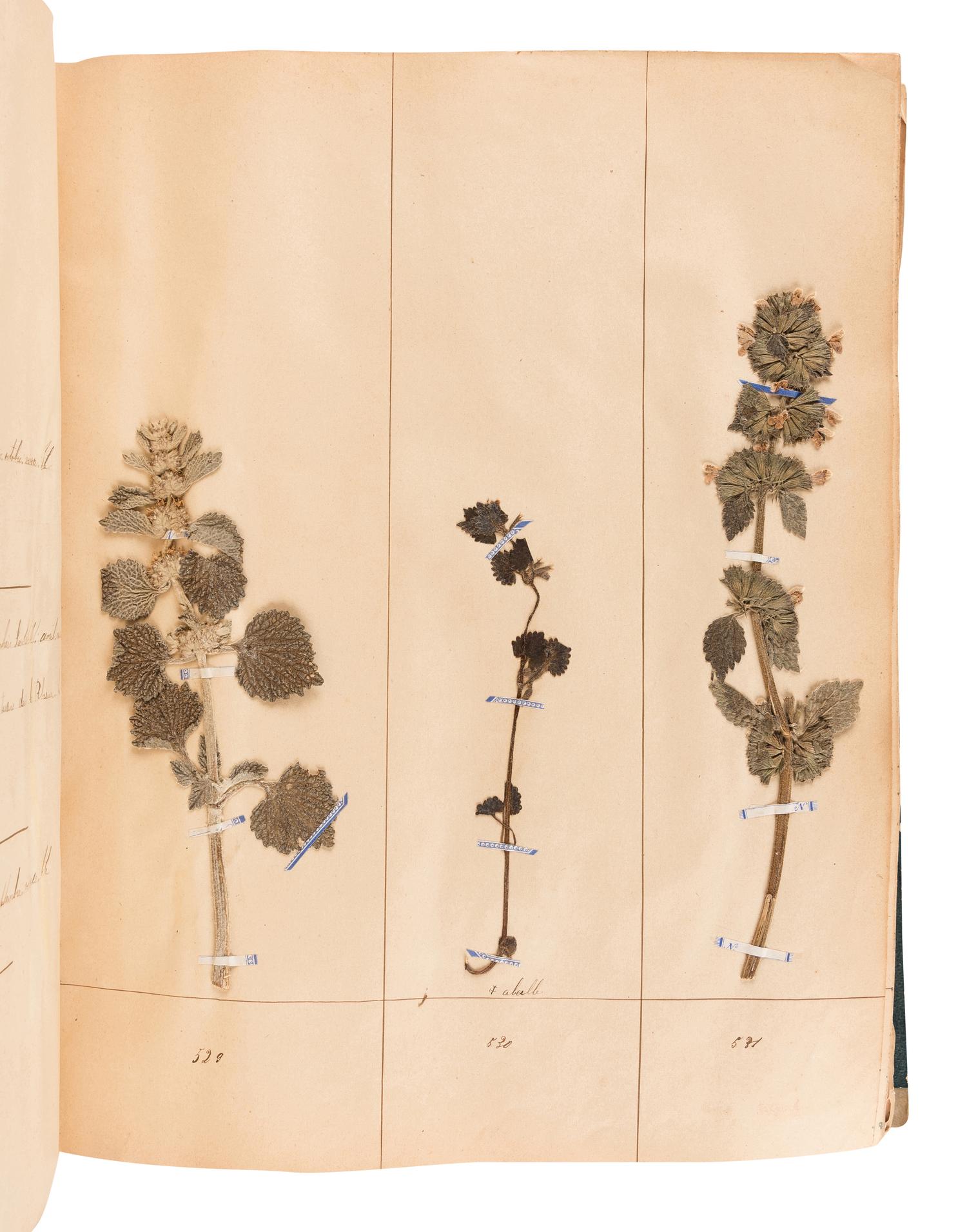 [SPECIMEN ALBUM - HERBARIUM]. DUPOUX, Jacques. "Cahier de Botanique a Dupoux Jacques." Collected 1895-1896.