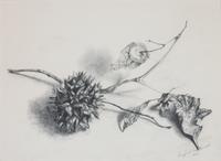 Siegfried Reinhardt, (American, 1925-1984), Botanical Studies, 1962